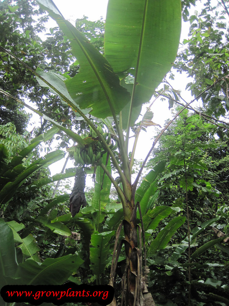 Banana tree growing