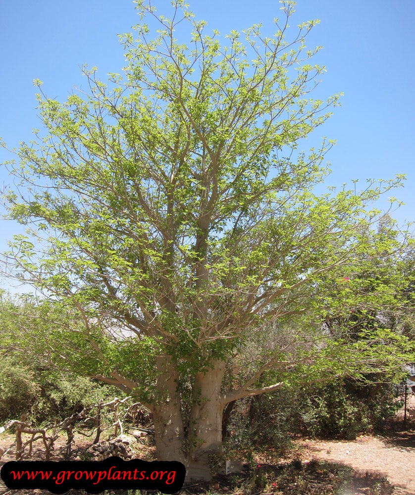 Baobab plant