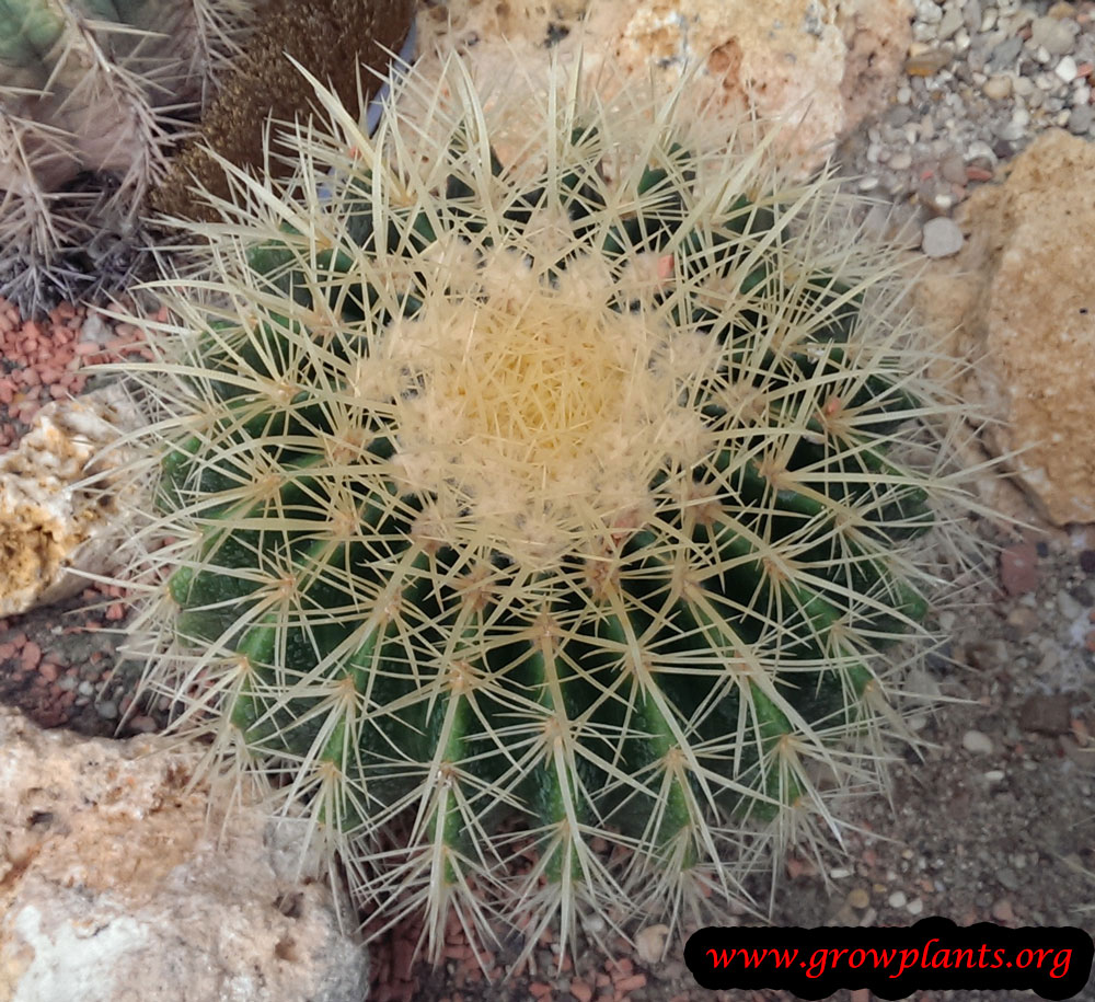 Barrel cactus plant