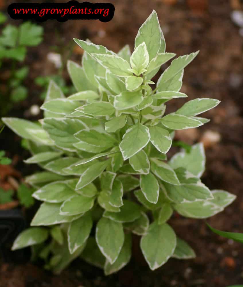 Basil Pesto plant