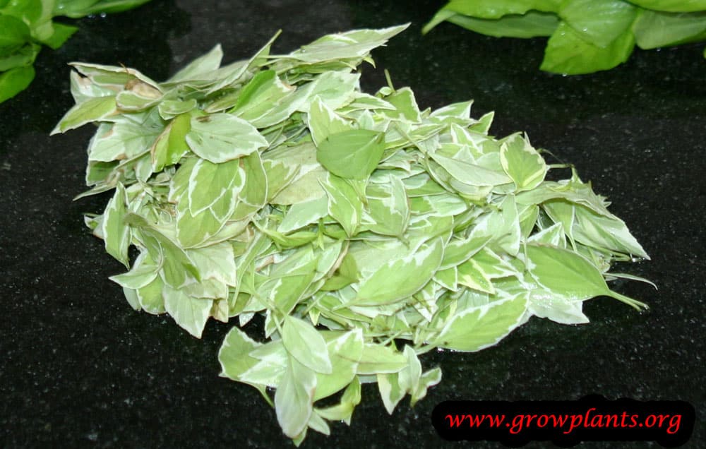Basil Pesto leaves
