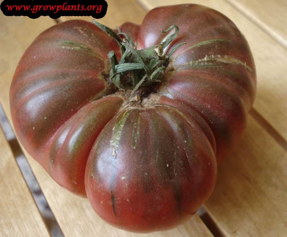 Beefsteak tomato fruits