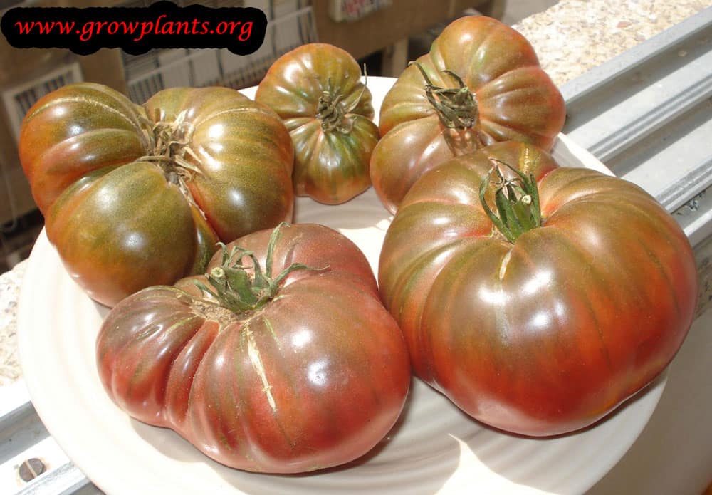 Beefsteak tomato growing