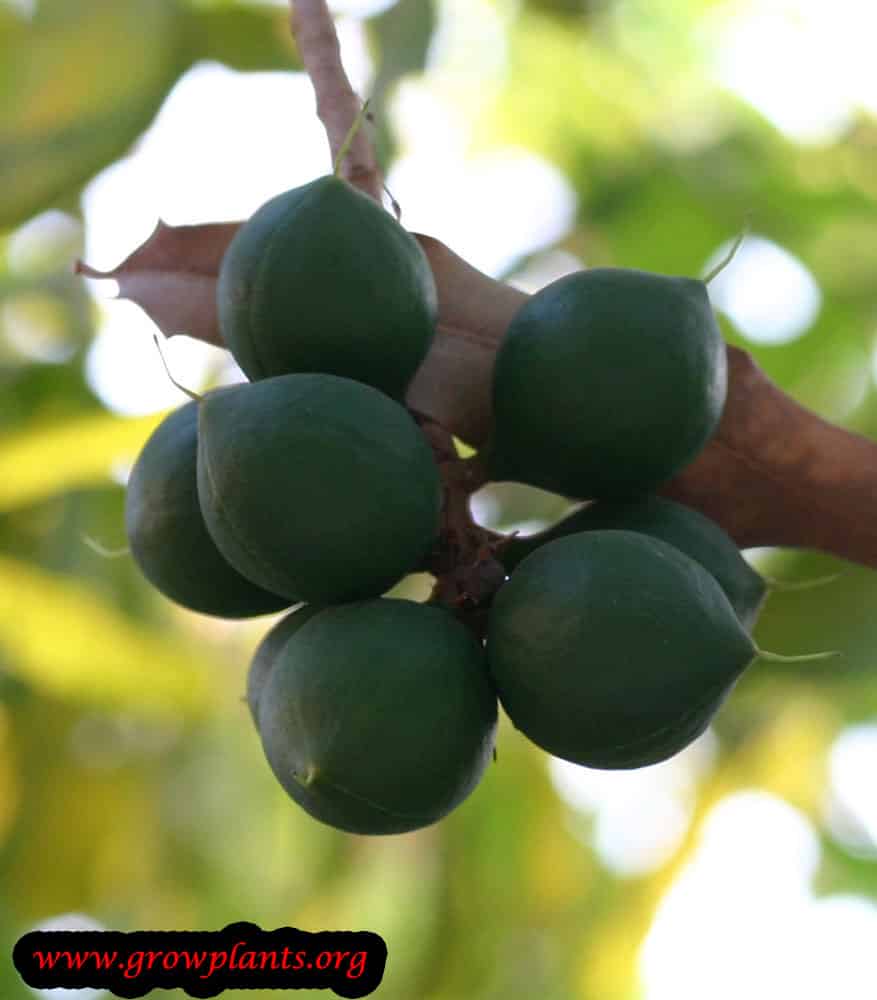 Beaumont macadamia plant