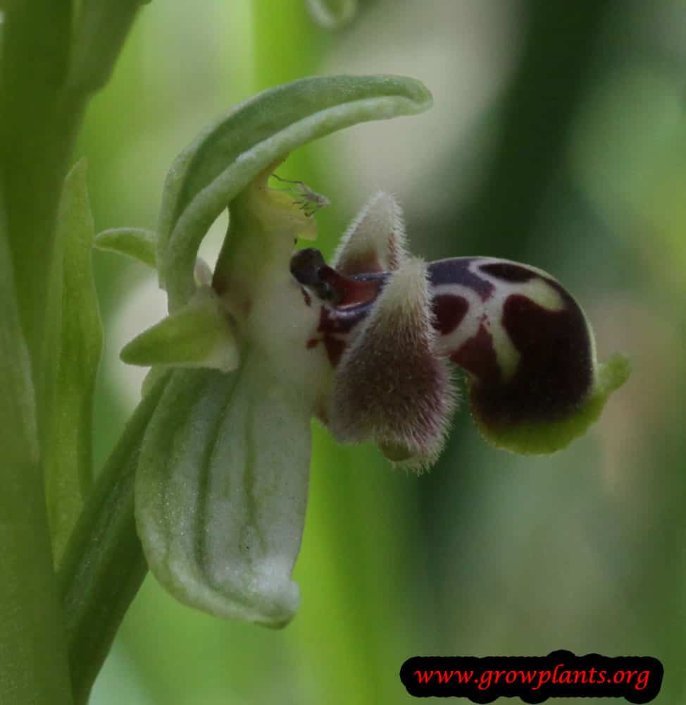 Bee orchid growing