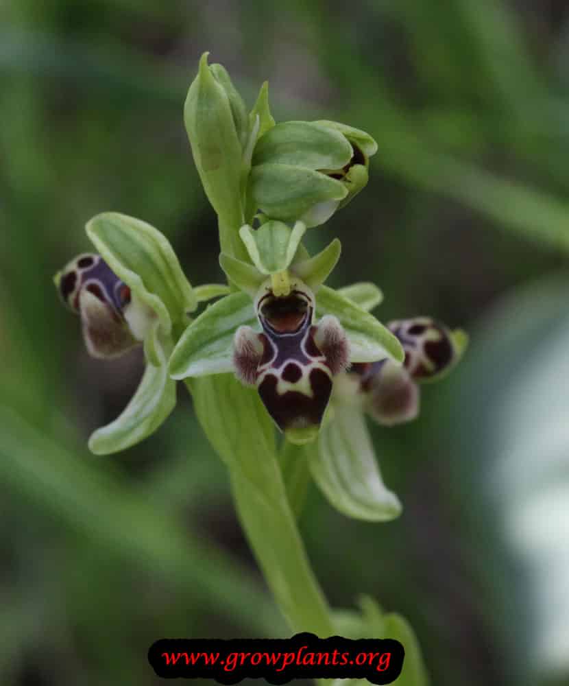 Bee orchid growing