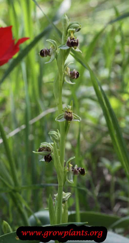 Bee orchid plant