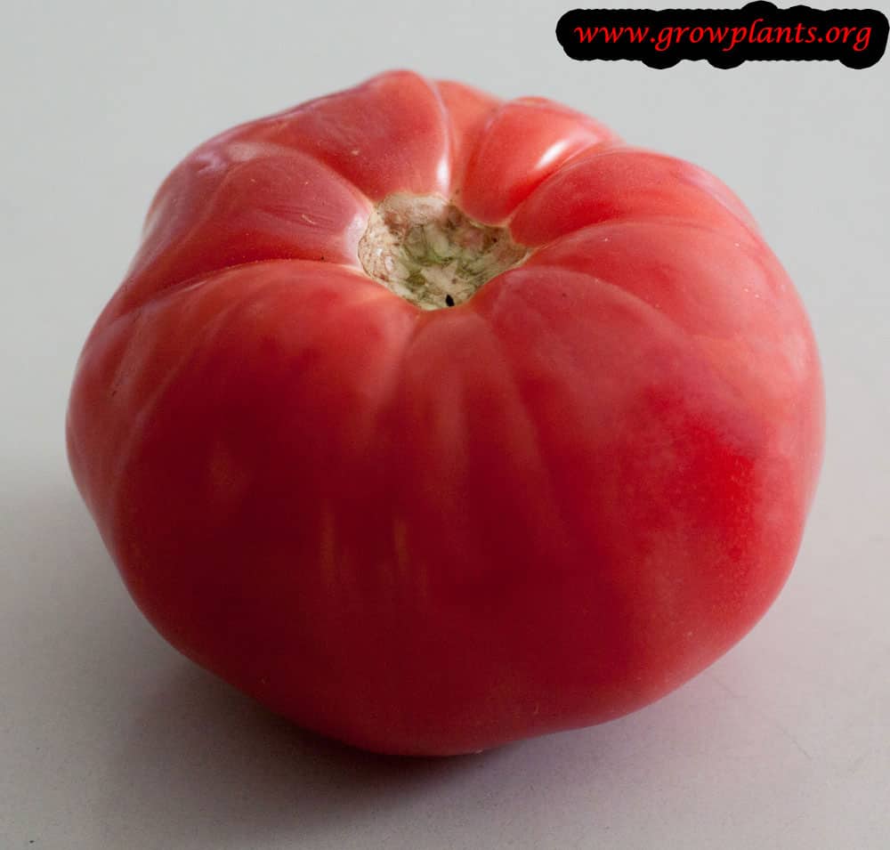 Red Beefsteak tomato