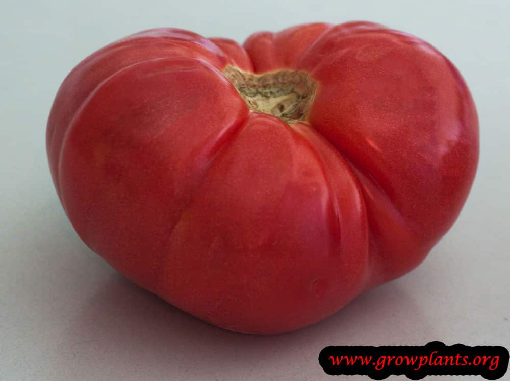 Beefsteak tomato care