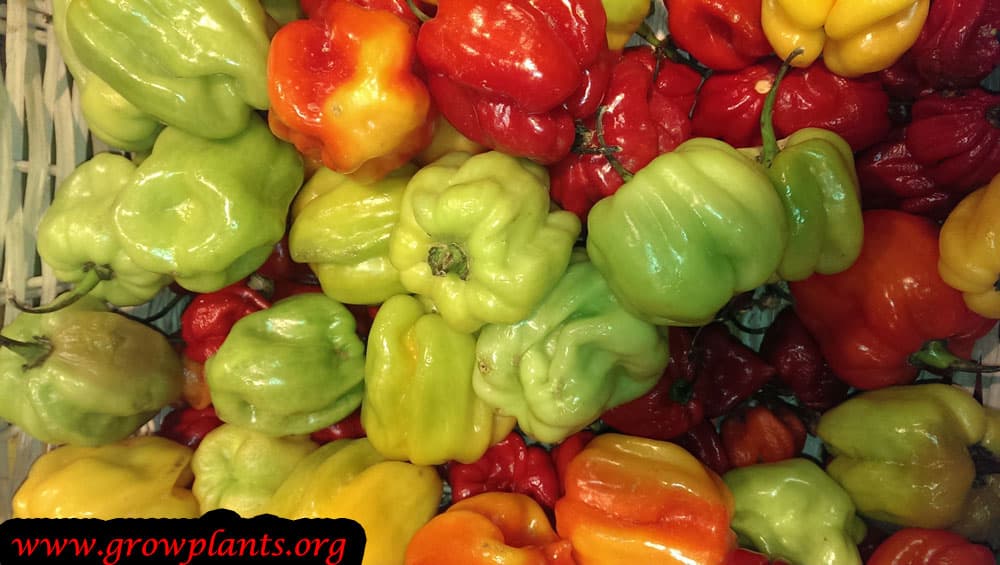 Bell pepper fruits