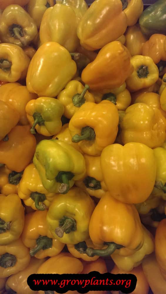 Yellow Bell pepper growing