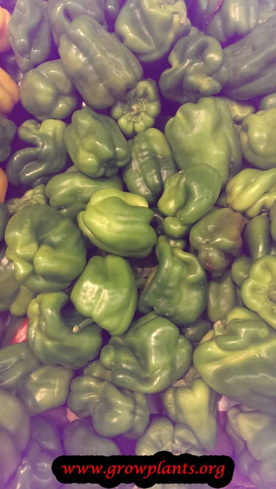 Green Bell pepper growing