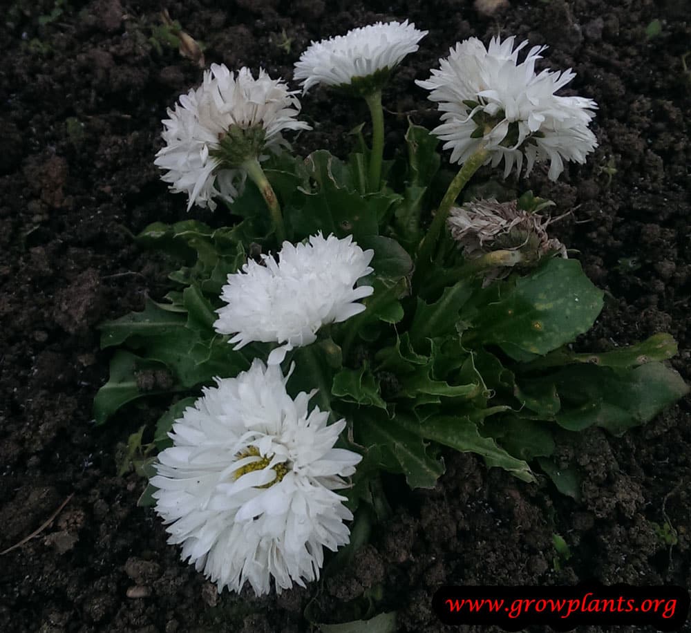 Bellis perennis white flower