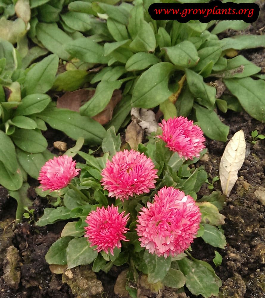 Bellis perennis flower