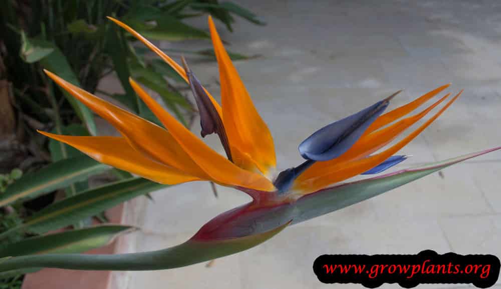 Bird of paradise plant growing