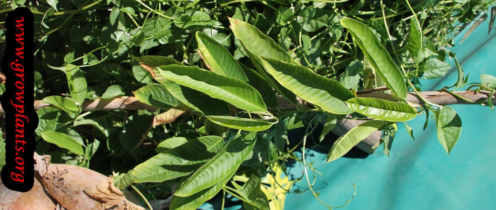 Biriba plant