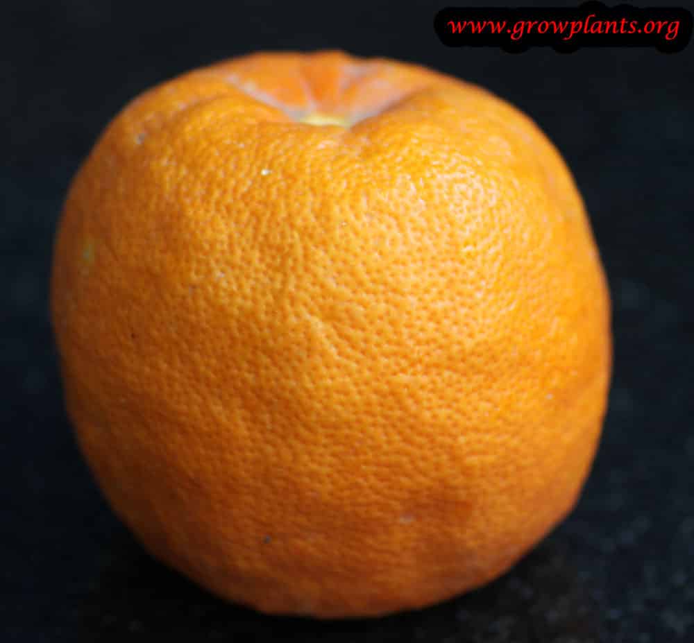 Bitter orange fruit