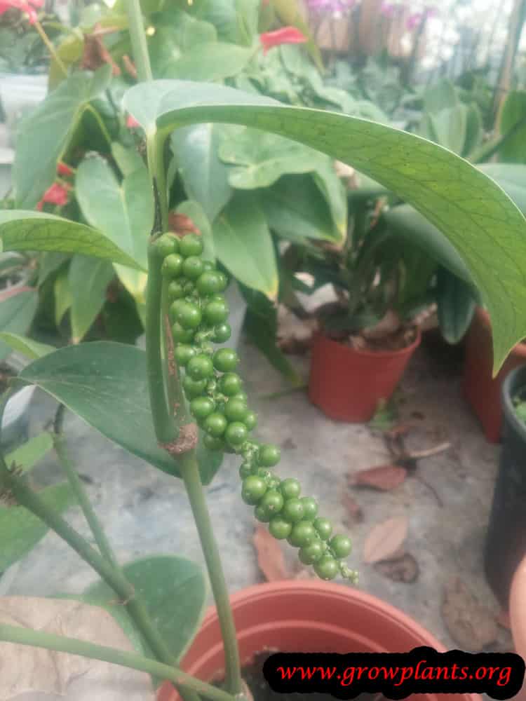 Black pepper plant