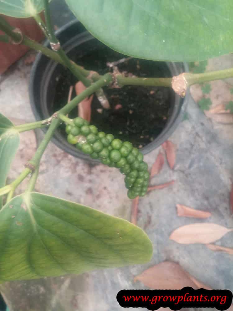 Black pepper fruits