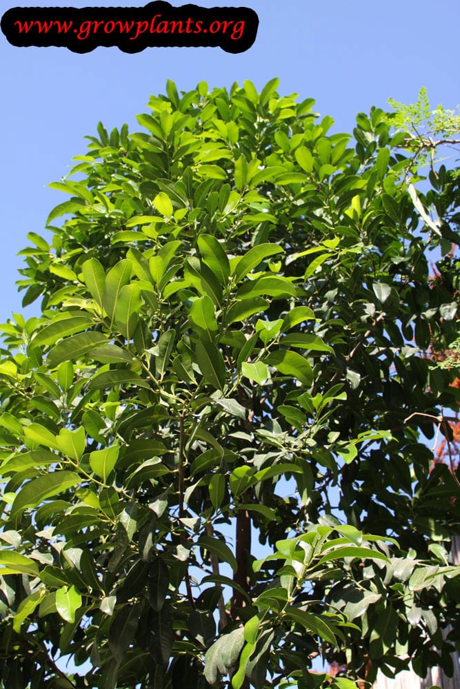 Black sapote plant