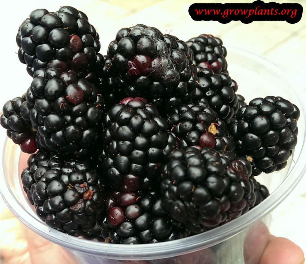 Blackberry plant fruits