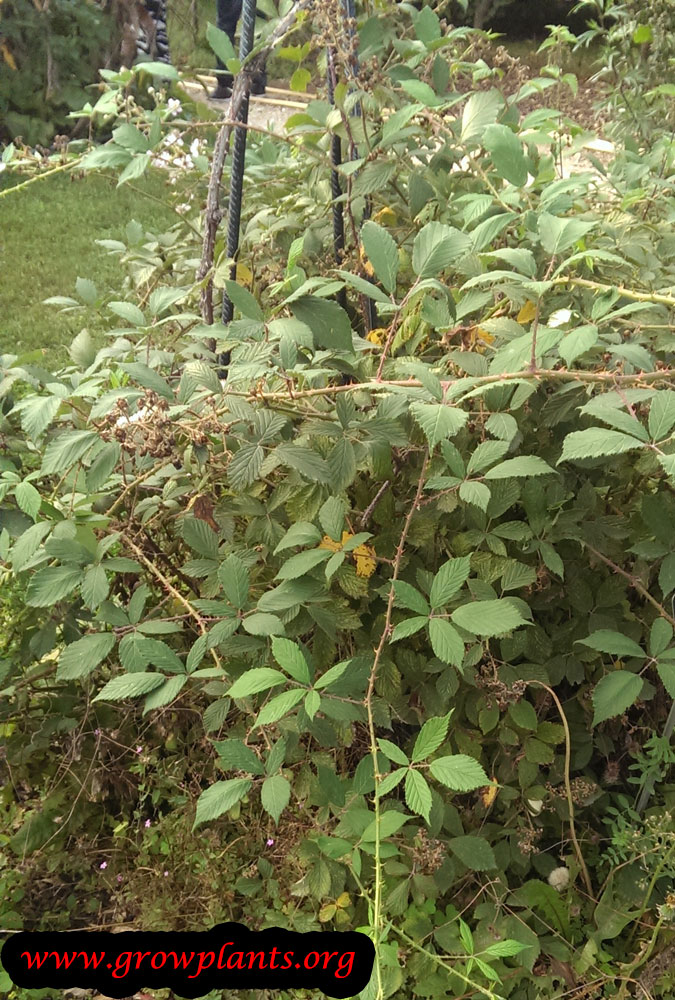 Blackberry plant growing