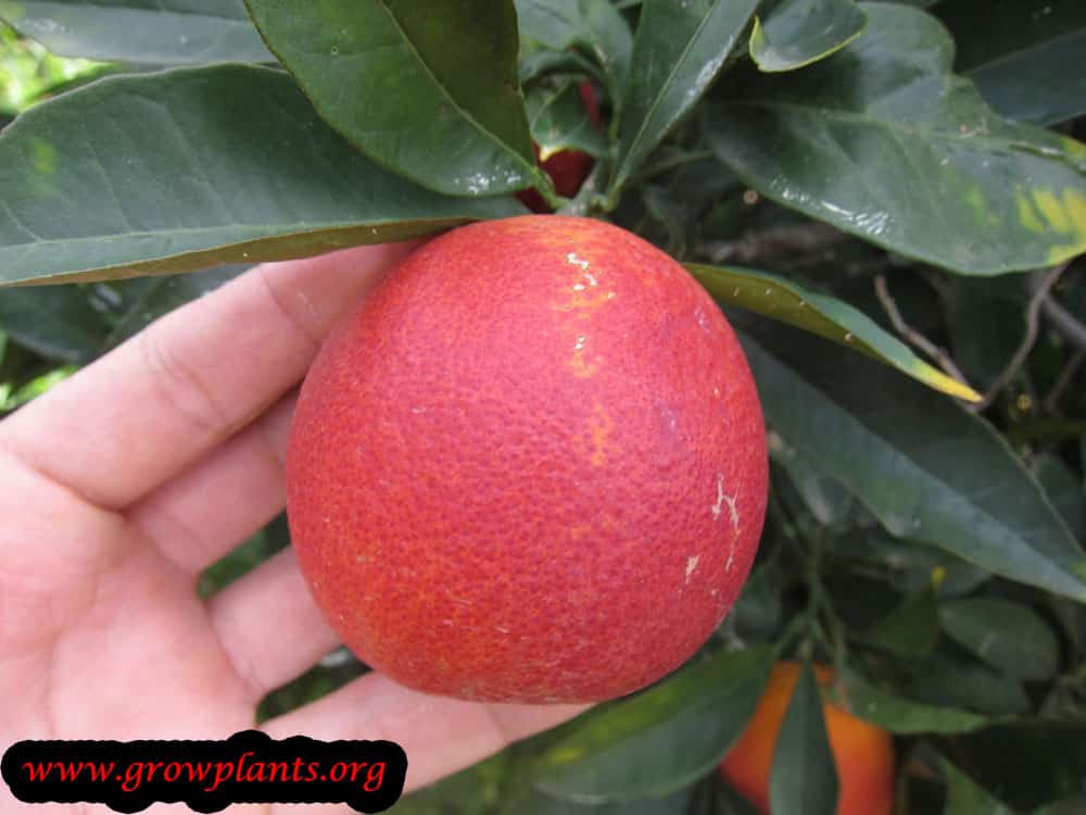 Blood orange tree fruit