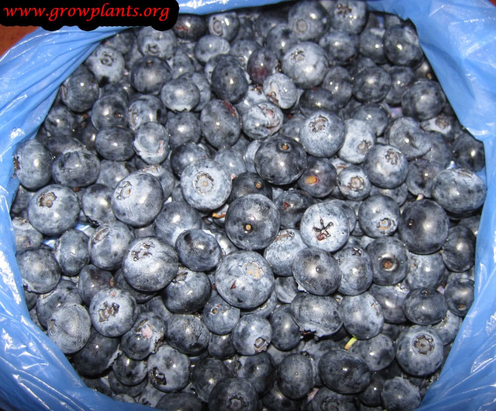 Blueberry plant fruits