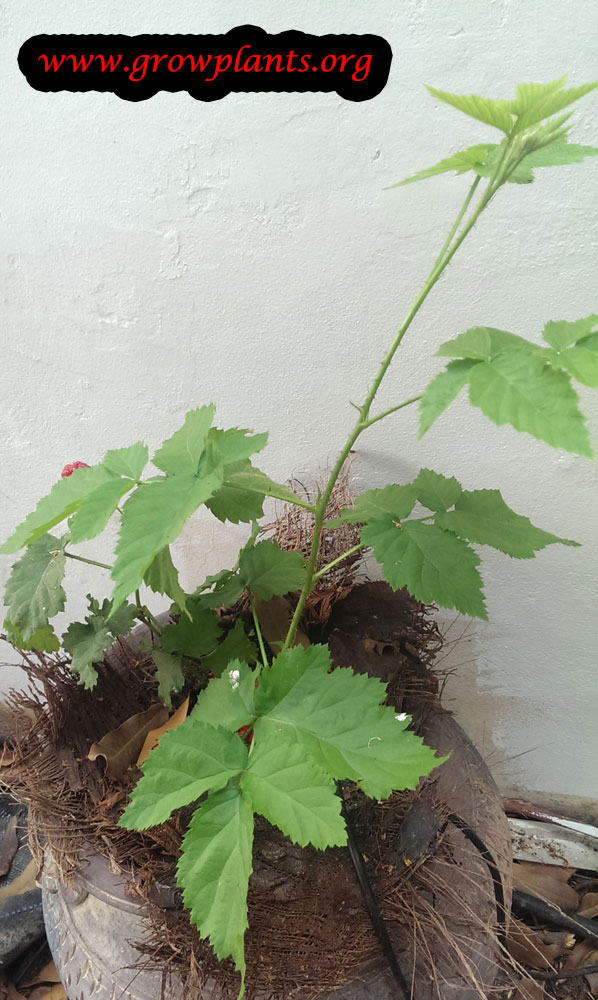 Boysenberry plant