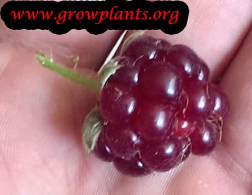 Boysenberry fruit