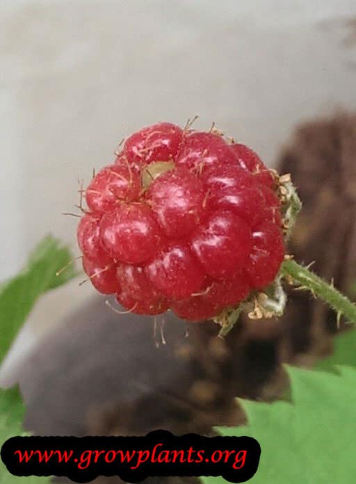 Boysenberry fruit growing