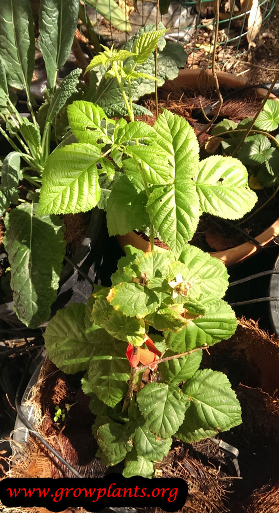 Boysenberry plant care