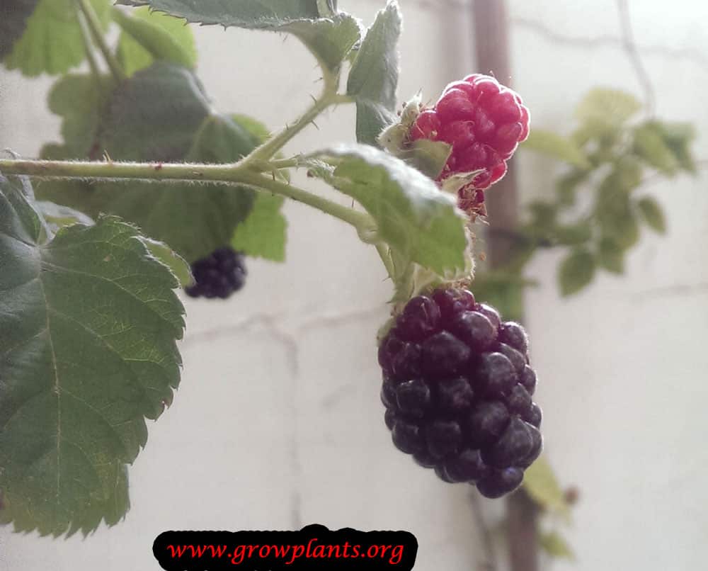 Boysenberry fruit care