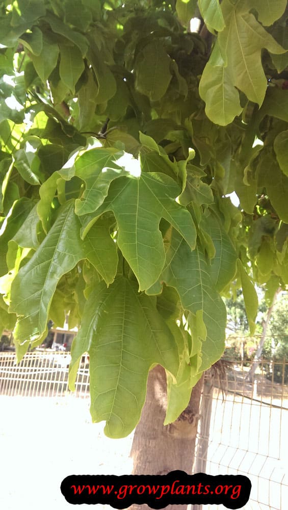 Brachychiton acerifolius leaves
