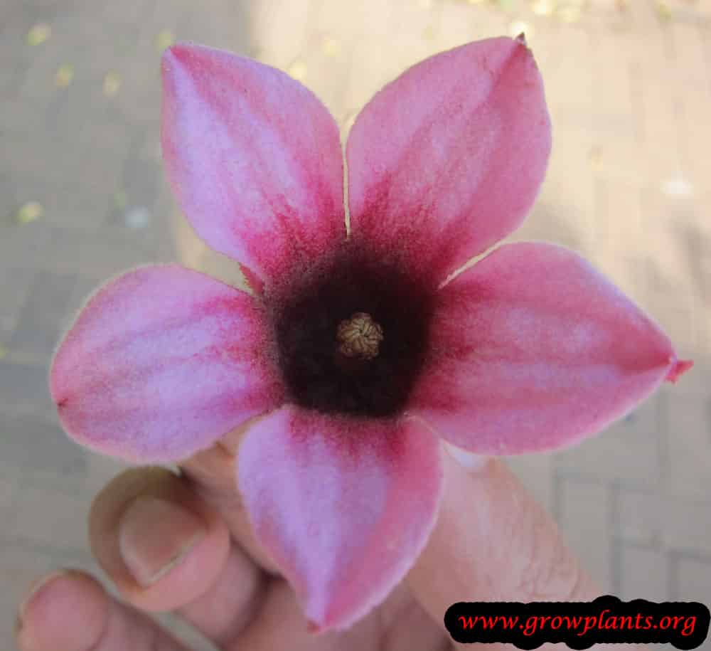 Brachychiton discolor flower