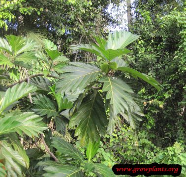 Breadfruit - How to grow & care