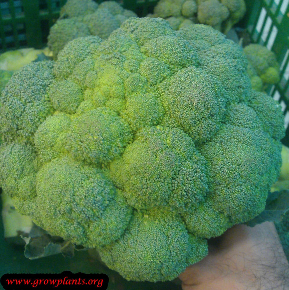 Broccoli buds
