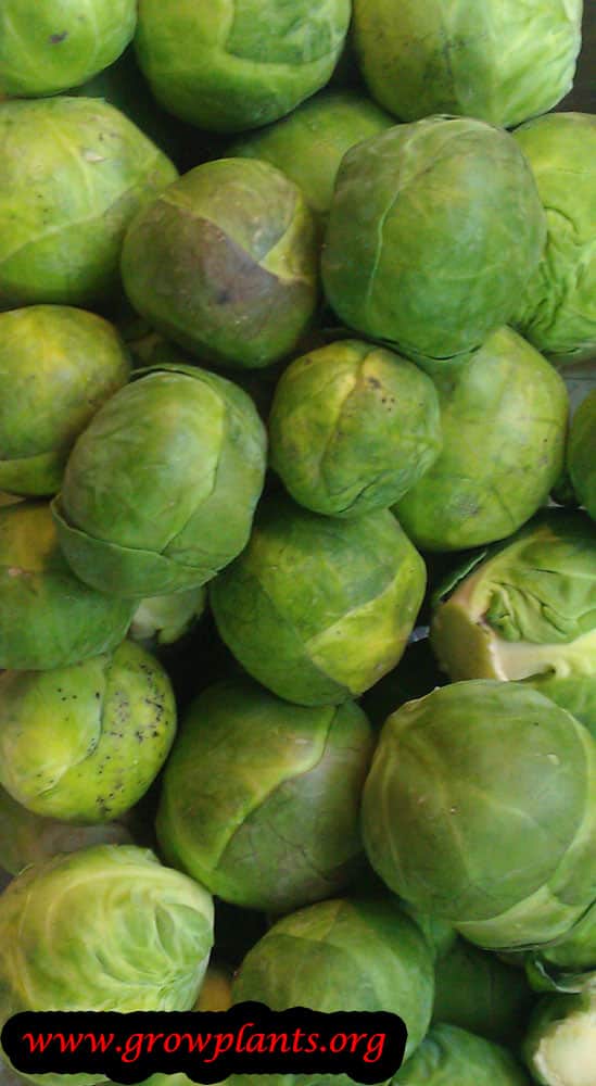 Brussels sprout care