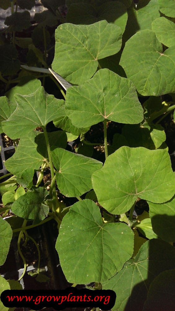Butternut squash plant