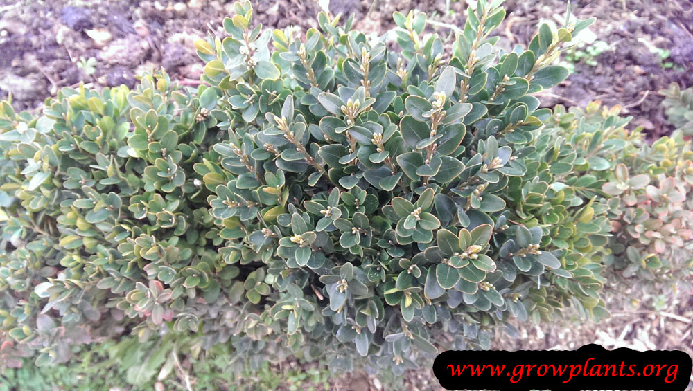 Buxus sempervirens plant