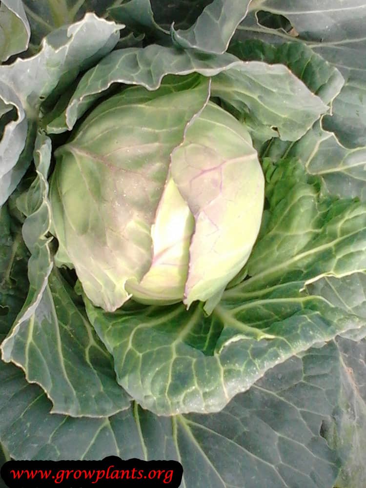 Cabbage plant growing