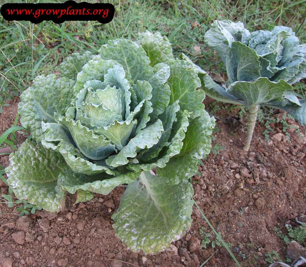 Cabbage grow and care