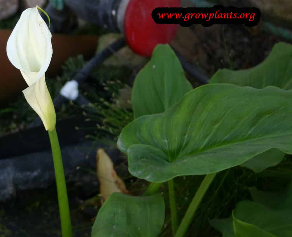 Calla lily plant
