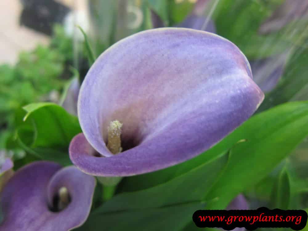 Purple Calla lily