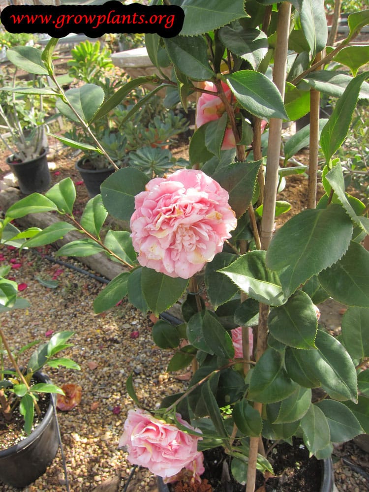 Camellia Japonica plant