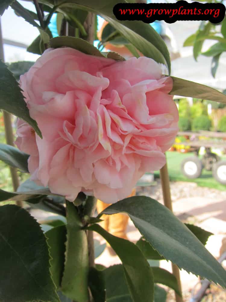 Camellia Japonica flower