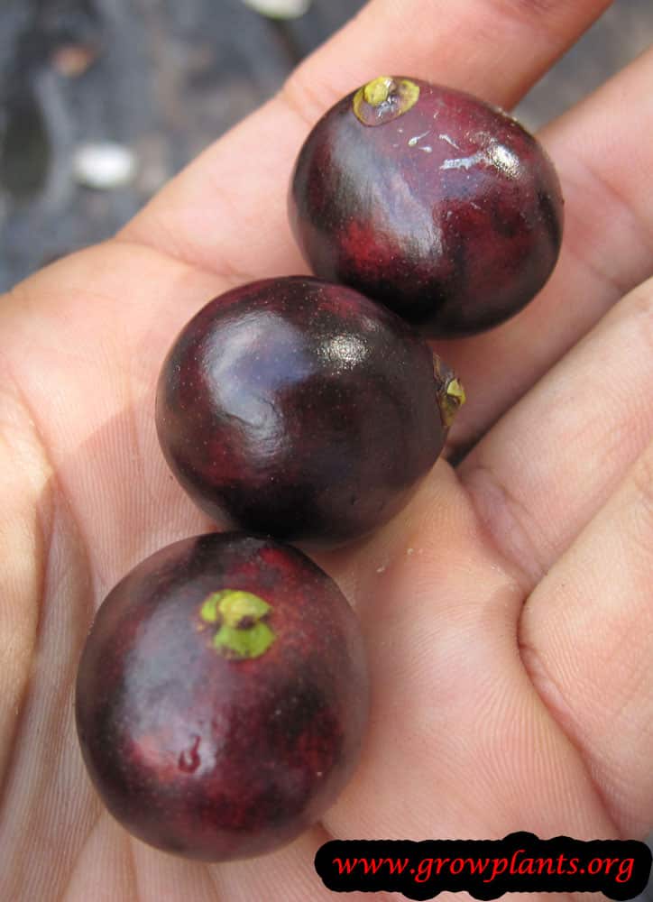 Camu Camu fruits