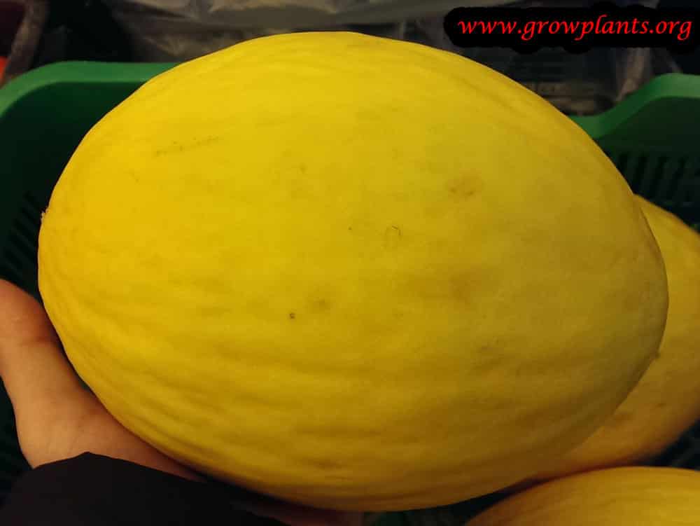 Canary melon growing
