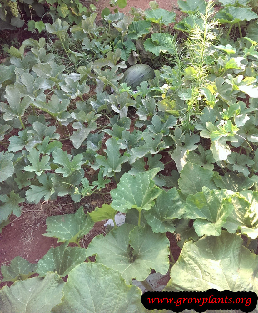 Growing Canary melon fruits