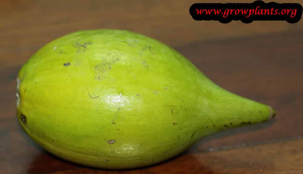 Growing Canistel fruits